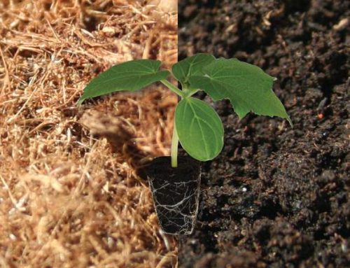 Sustrato profesional de turba para el cultivo de plantas orgánicas