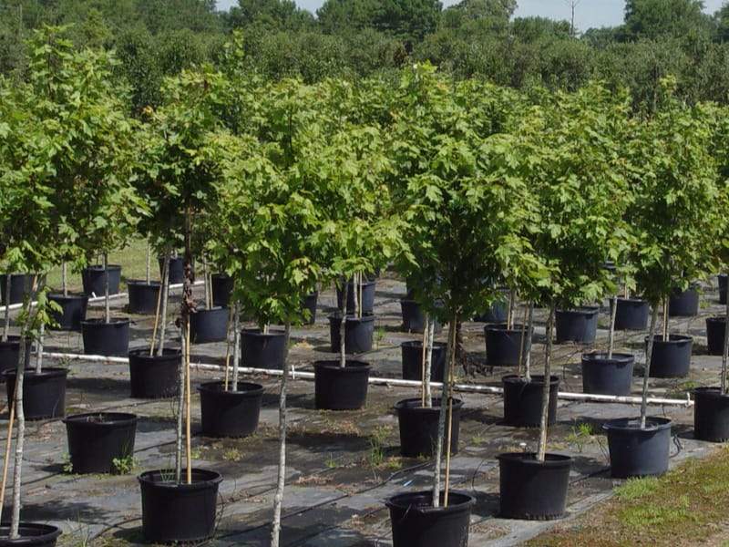 Tree-and-shrubs-nursery