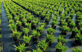 Tree-nursery-2