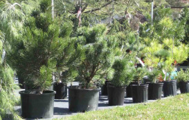 Tree-nursery-3