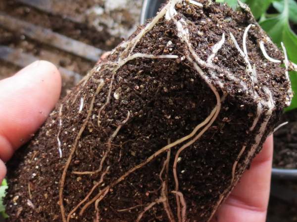 The Impact of Perlite on Root Development and Health