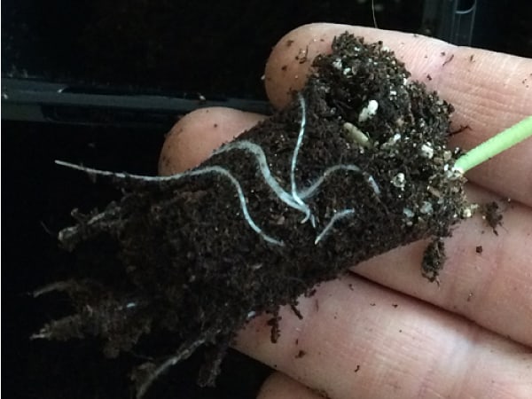 young-plant-and-perlite
