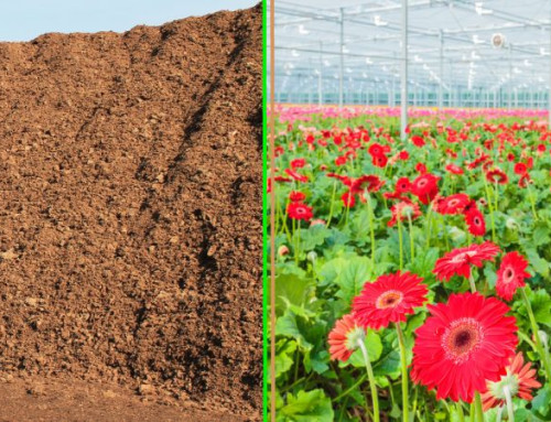 Turba solo para horticultura