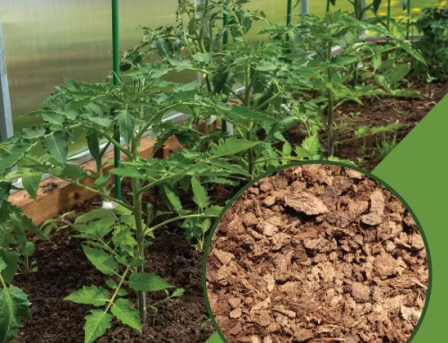 Block peat for plant roots viability in Florida soil