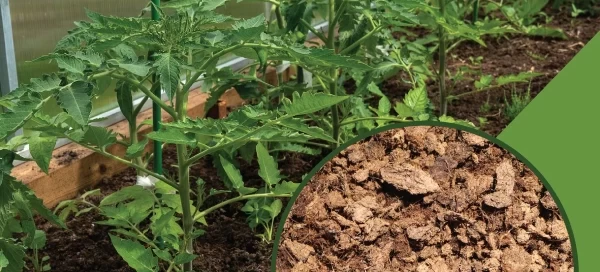 7-15mm block peat growing medium for tomato growers.