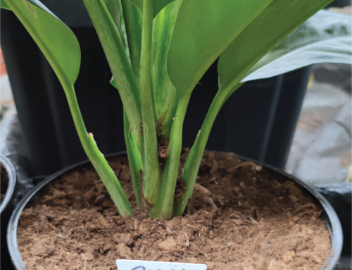 The obvious superiority of peat moss over any other growing media constituens